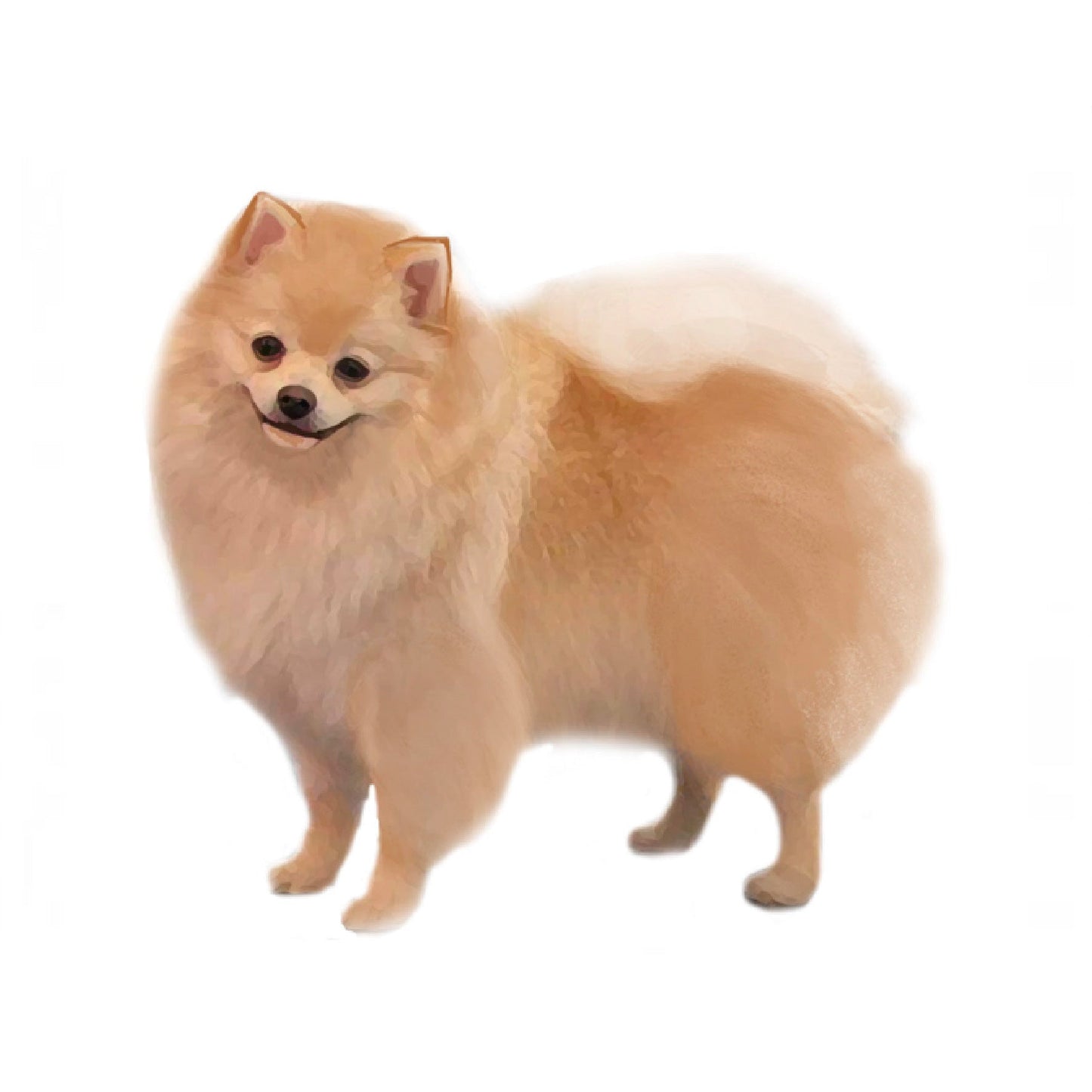 ポメラニアン【セット検査】