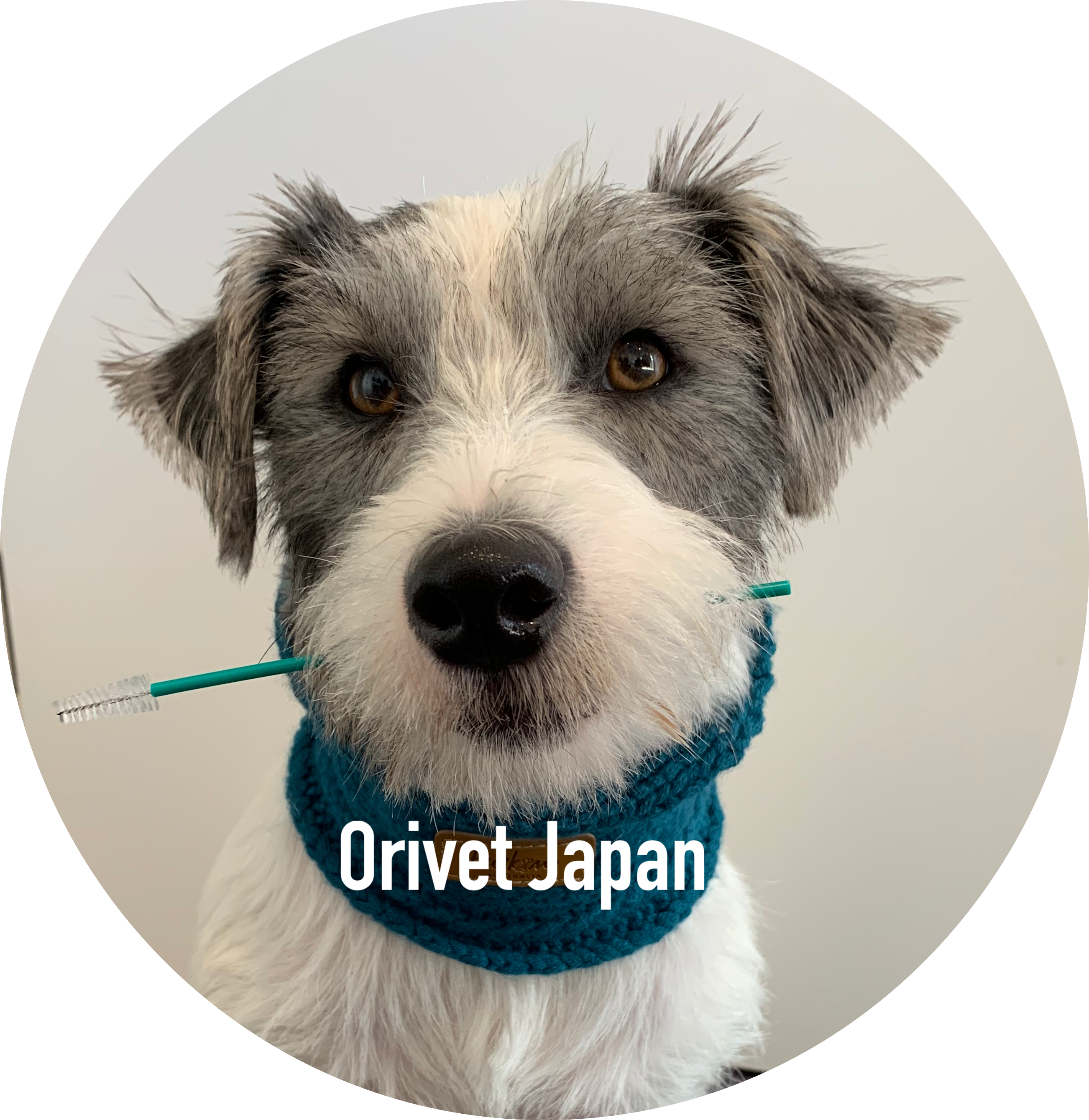 【新品同様】猫の品種別疾患ガイド cat_shinryou2.jpg