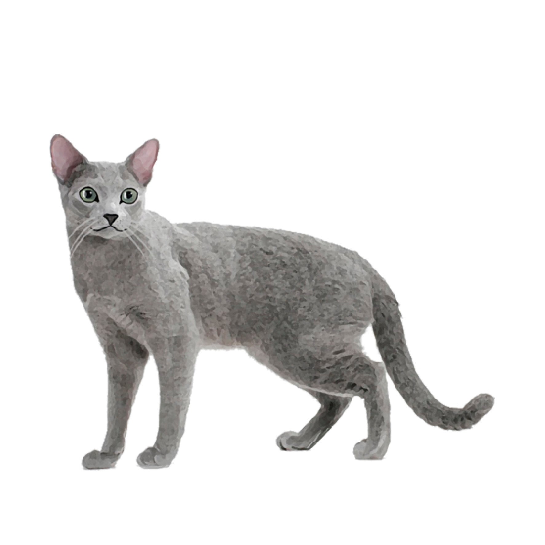 セット検査】ロシアンブルー – Orivet Japan