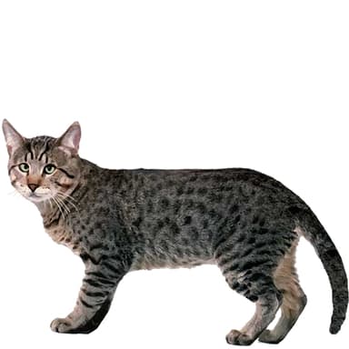 ドメスティック・ショートヘア(雑種猫)【単検査】