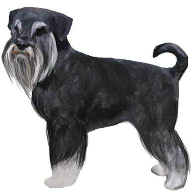 シュナウザー(ミニチュア)【セット検査】