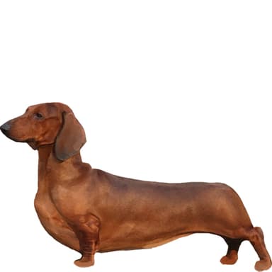 ダックスフンド(スタンダード:ショートヘアー)【セット検査】