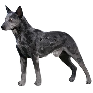 オーストラリアン・スタンピーテール・キャットル・ドッグ【セット検査】