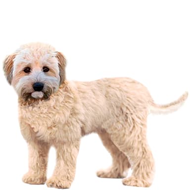 ウードル【セット検査】