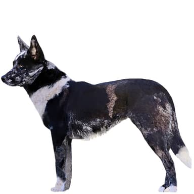 クーリー【セット検査】