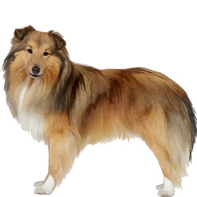 シェットランド・シープドッグ【セット検査】