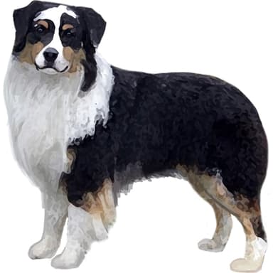 オーストラリアン・シェパード(ミニチュア)【セット検査】