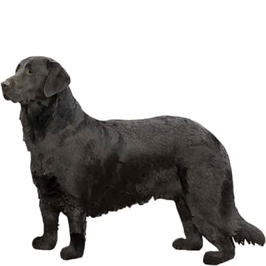 ゴールダドール【セット検査】