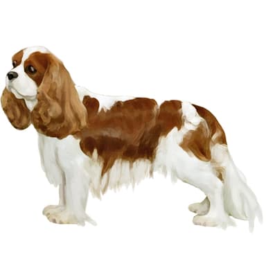 キャバリア・キング・チャールズ・スパニエル【セット検査】