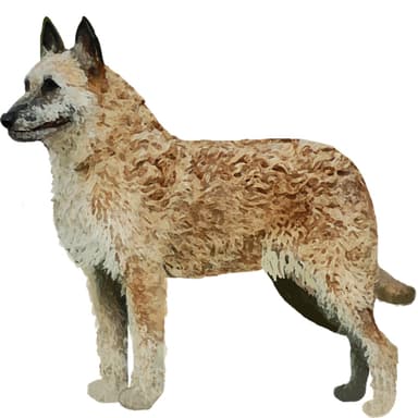 ベルジアン・シェパード・ドッグ・ラケノア【セット検査】