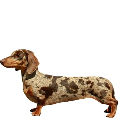 ダックスフンド(カニンヘン)【セット検査】