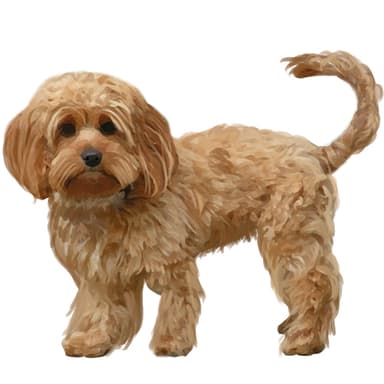 コッカプー【セット検査】