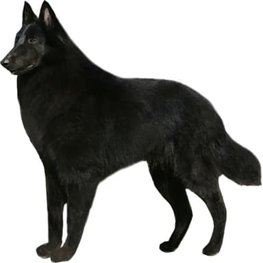 ベルジアン・シェパード・ドッグ・グローネンダール【単検査】