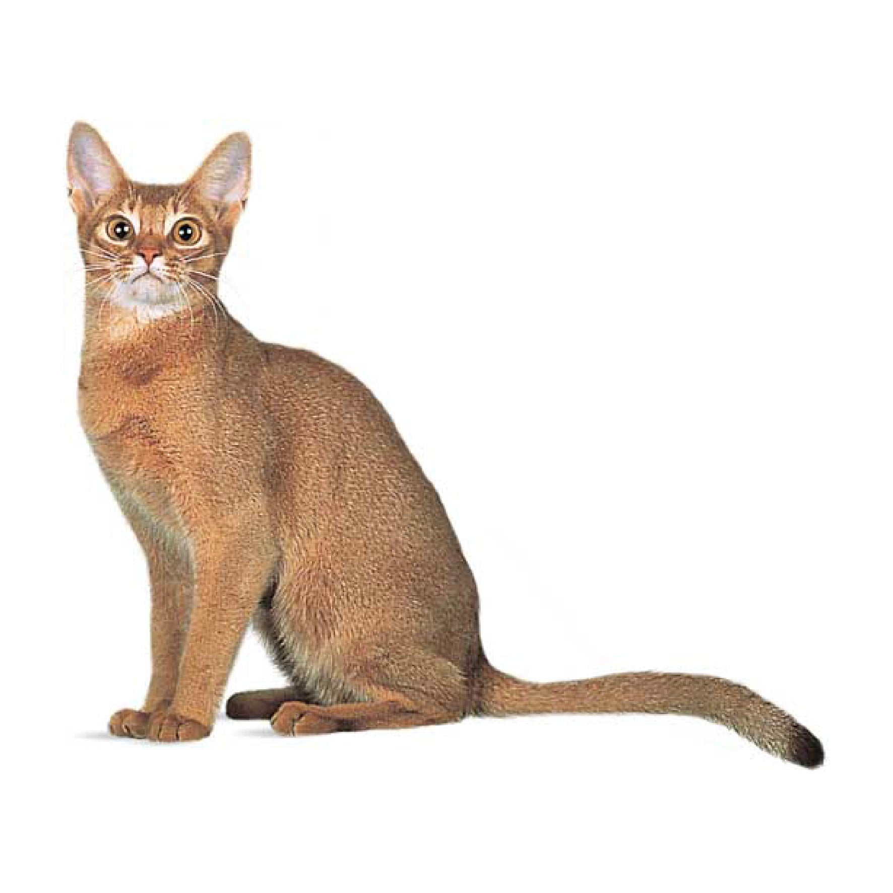 アビシニアンページ★ アビシニアンの子猫販売 ブリーダーの出産情報 猫専門ペット
