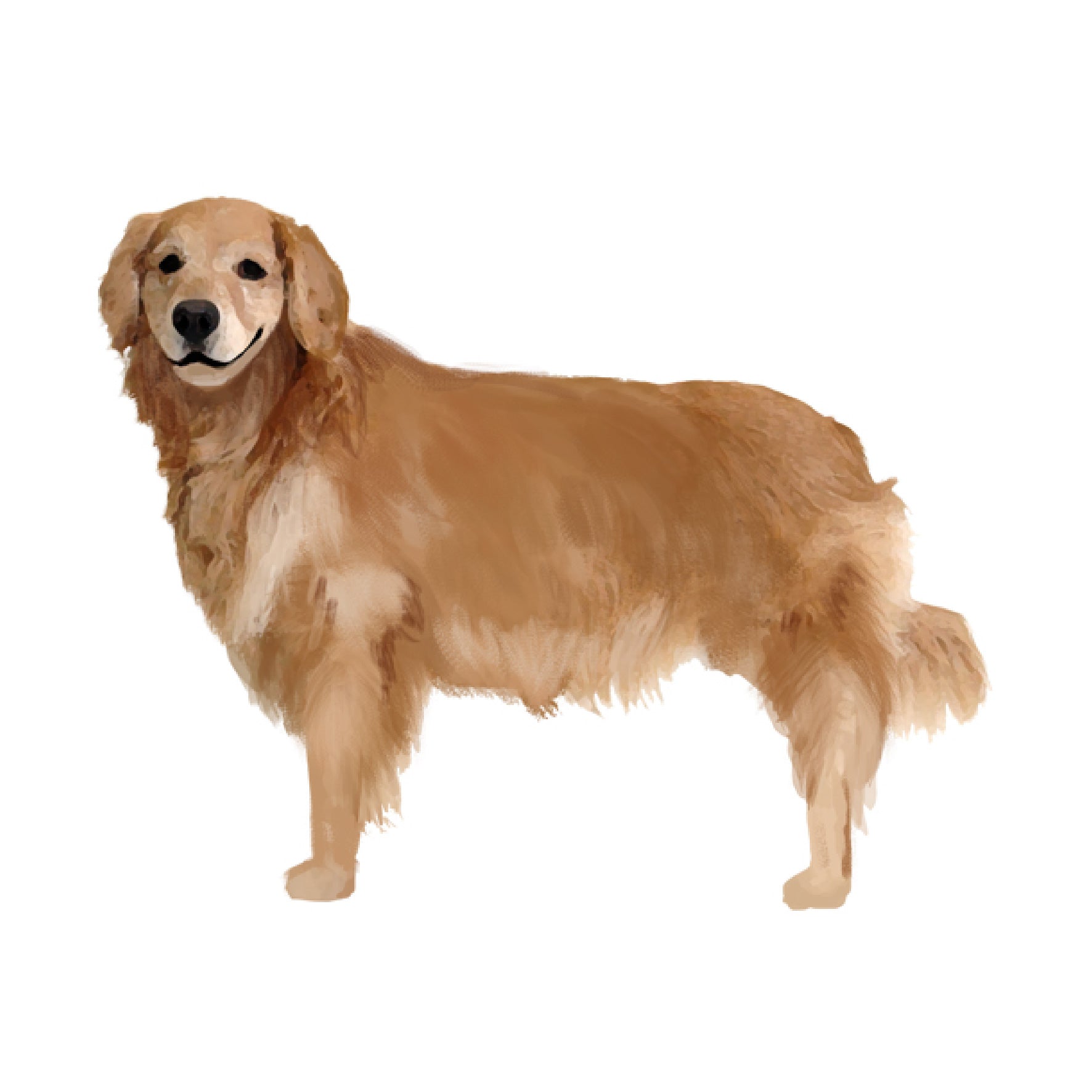 ゴールデンレトリバー 1, 7 months after osteotomy] My Golden Retriever's neediness