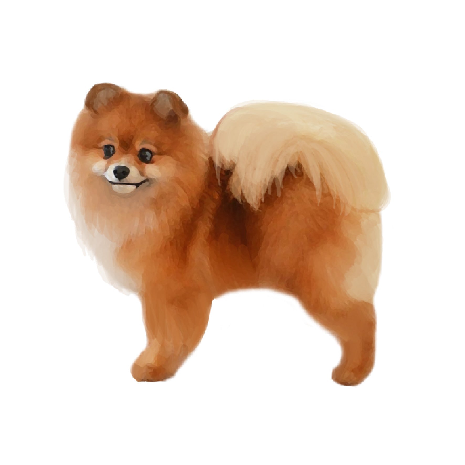 単検査】ポメラニアン – Orivet Japan