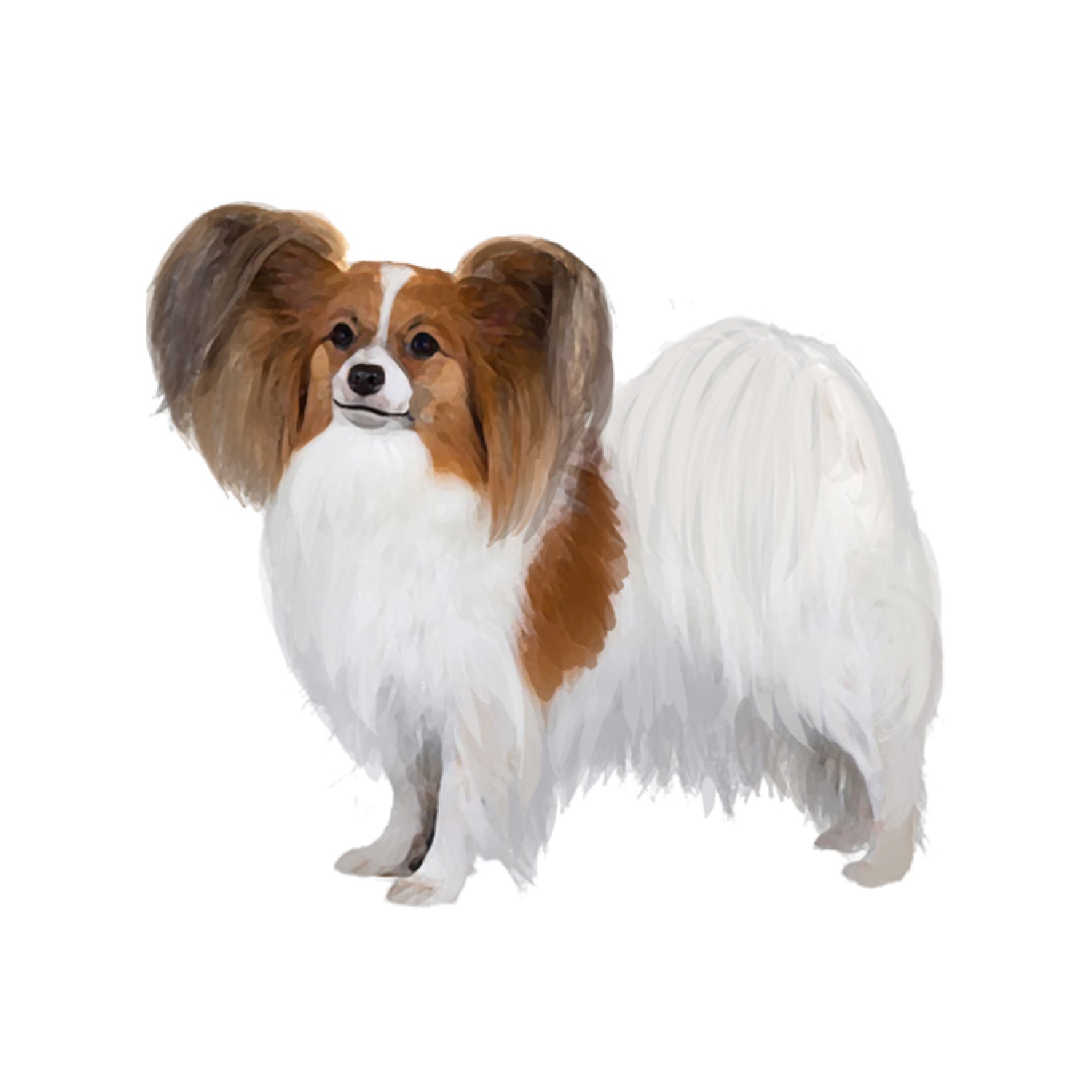 ★パピヨン⑱〜㉖★ 新潟県のパピヨン｜男の子・2025/05/26生まれ・ホワイト＆ブラック