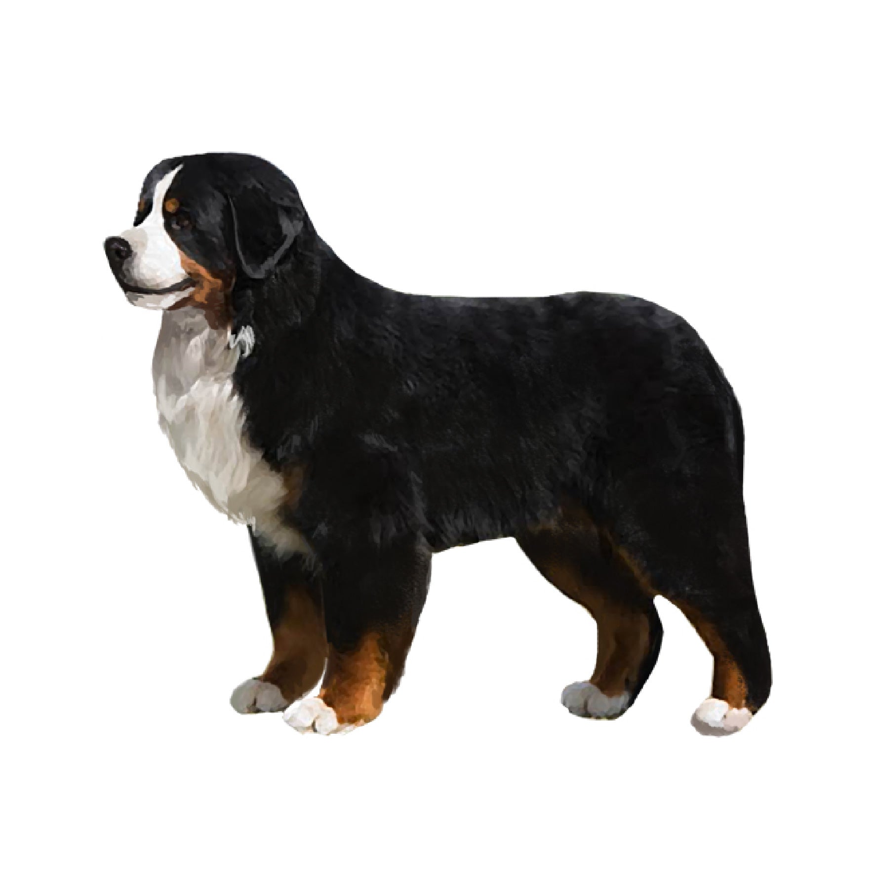 セット検査】バーニーズマウンテンドッグ – Orivet Japan セット検査】バーニーズマウンテンドッグ – Orivet Japan