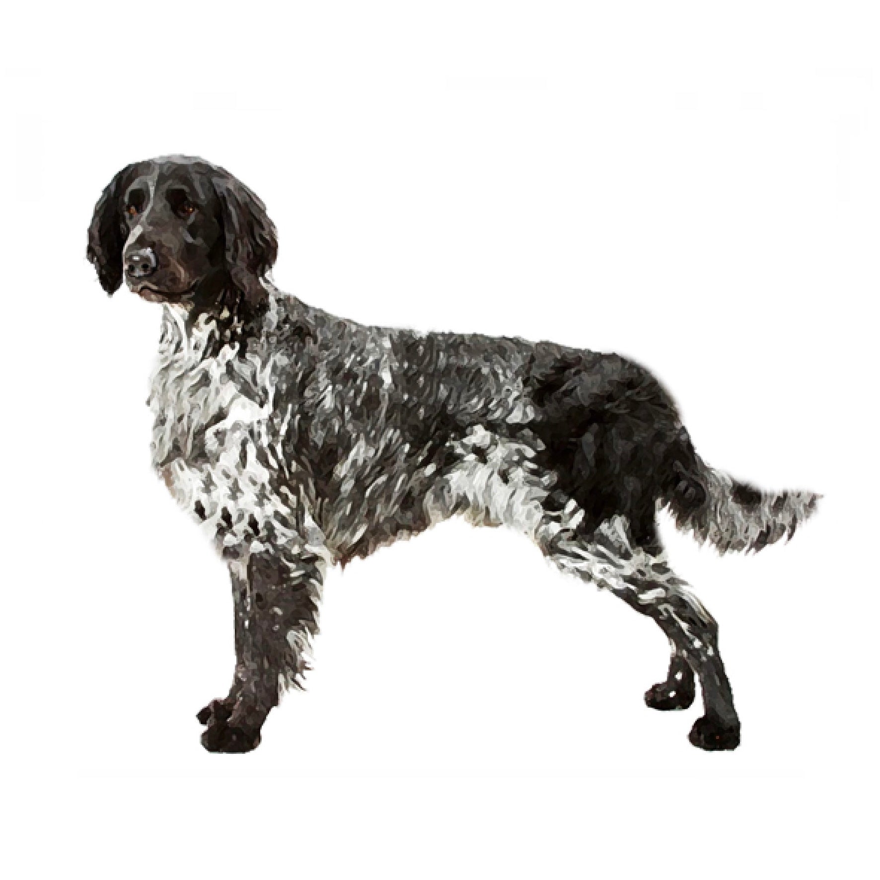 【セット検査】ラージミュンスターレンダー Orivet Japan