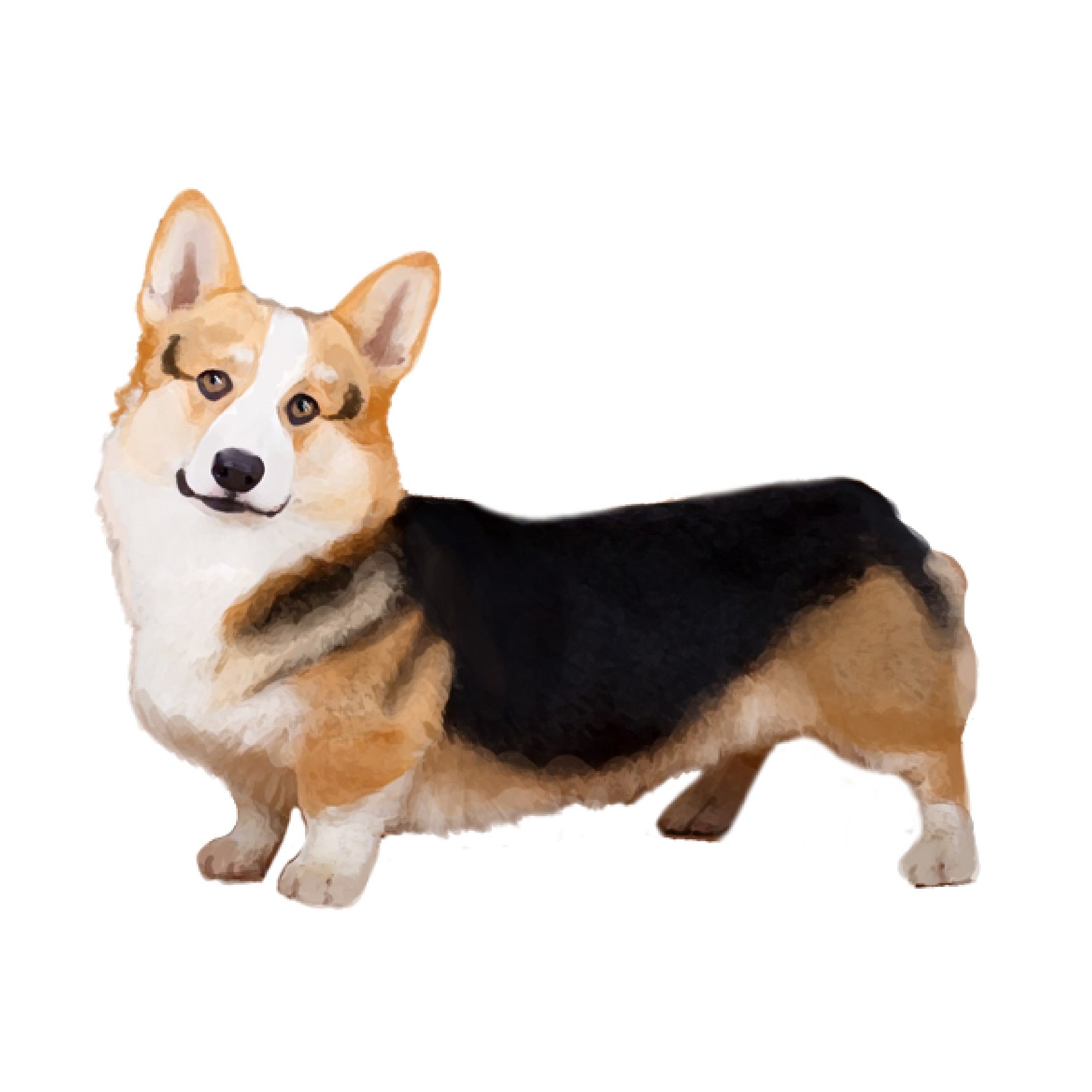 Corgi CORGI コーギー カーディガン M セット検査】ウェルシュコーギー（カーディガン） – Orivet Japan