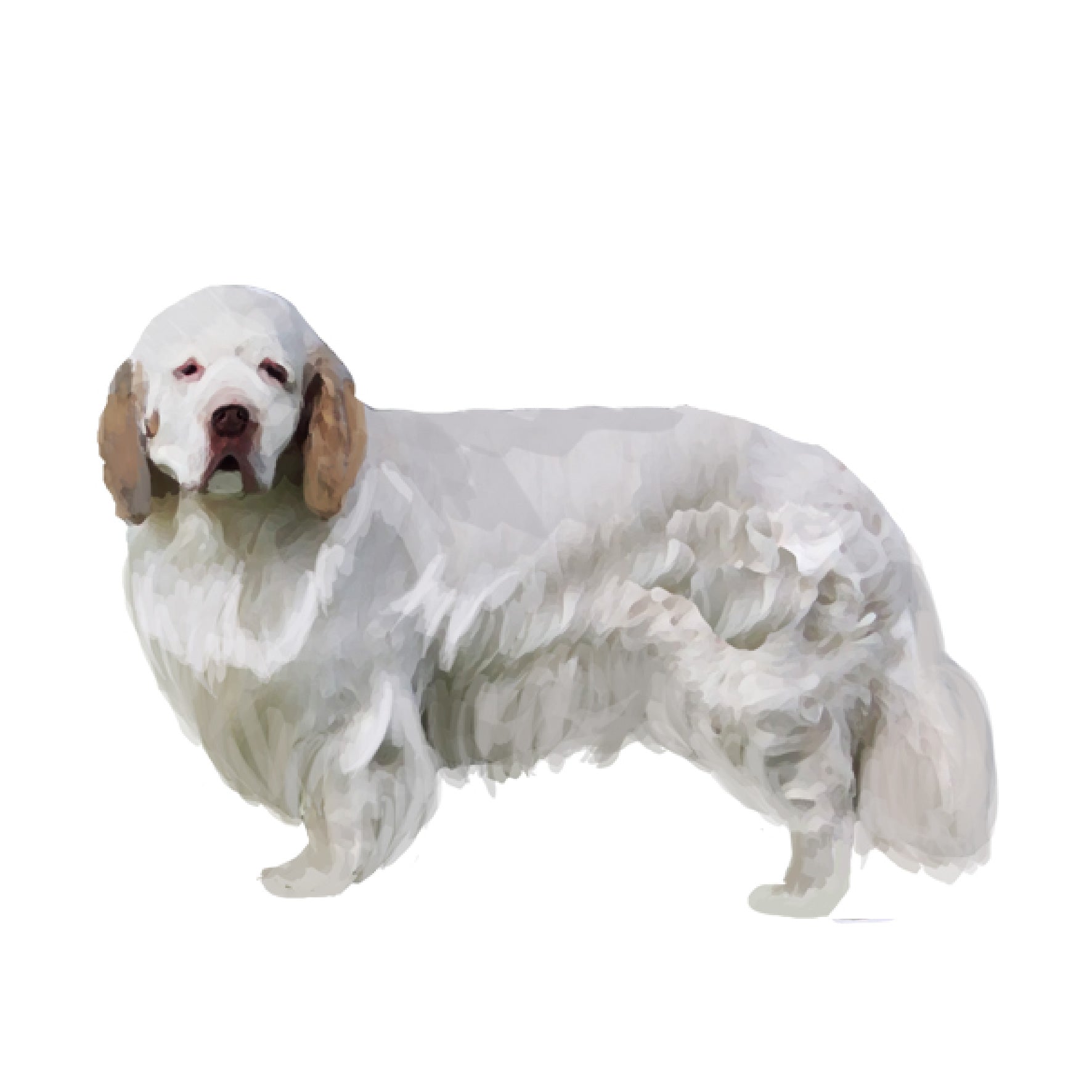 【セット検査】クランバースパニエル Orivet Japan