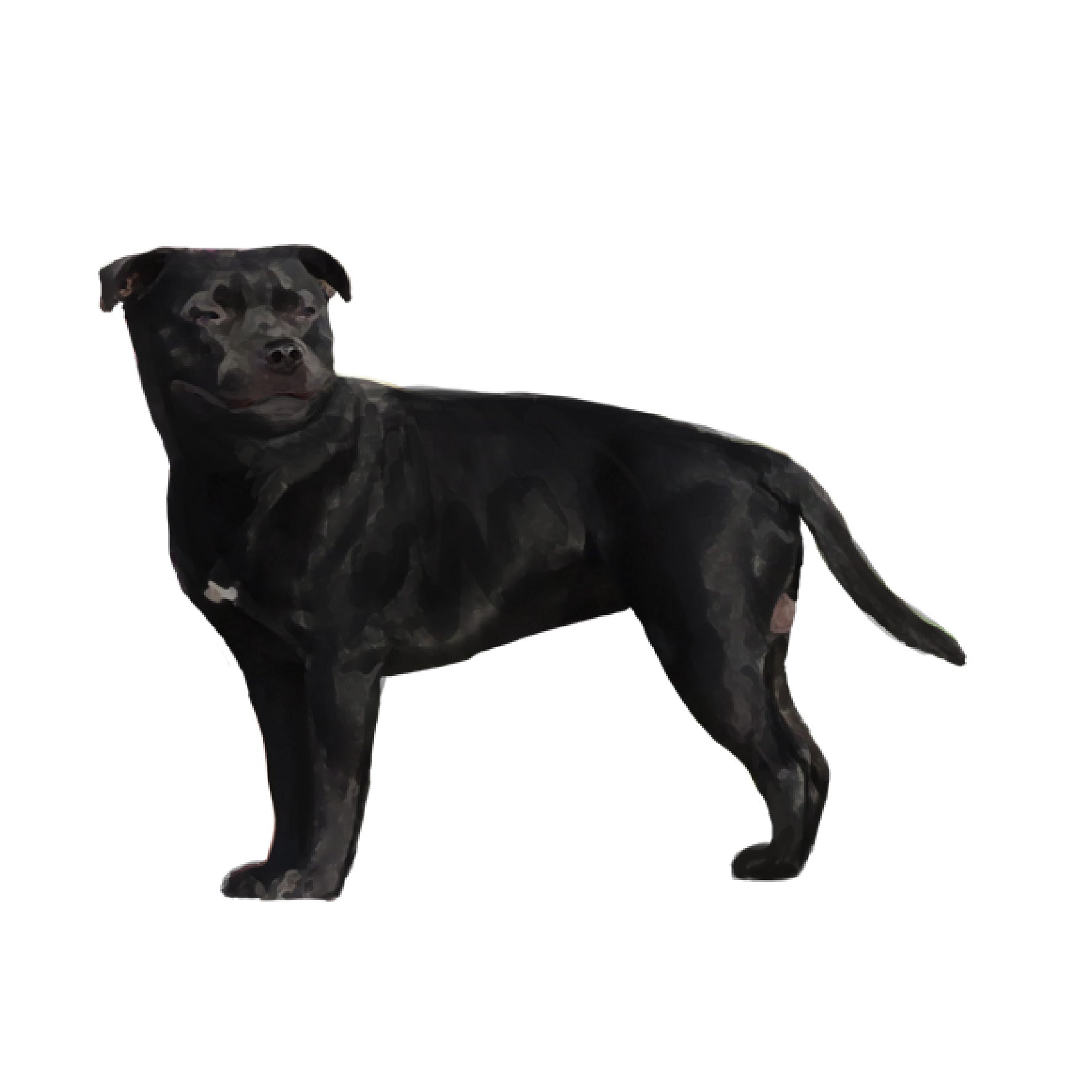 単検査】スタッフォードシャーブルテリア – Orivet Japan