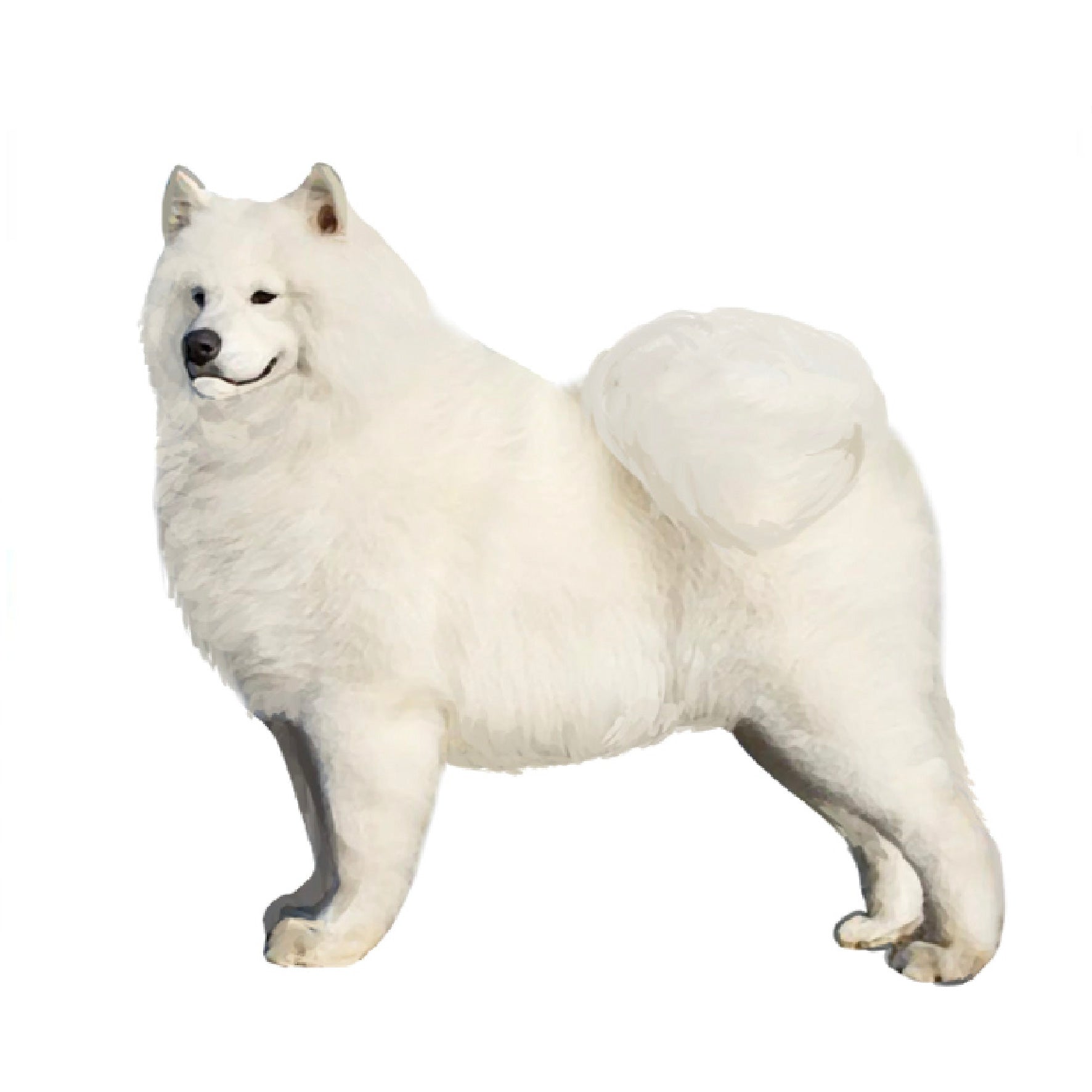 サモエド 単検査】サモエド – Orivet Japan