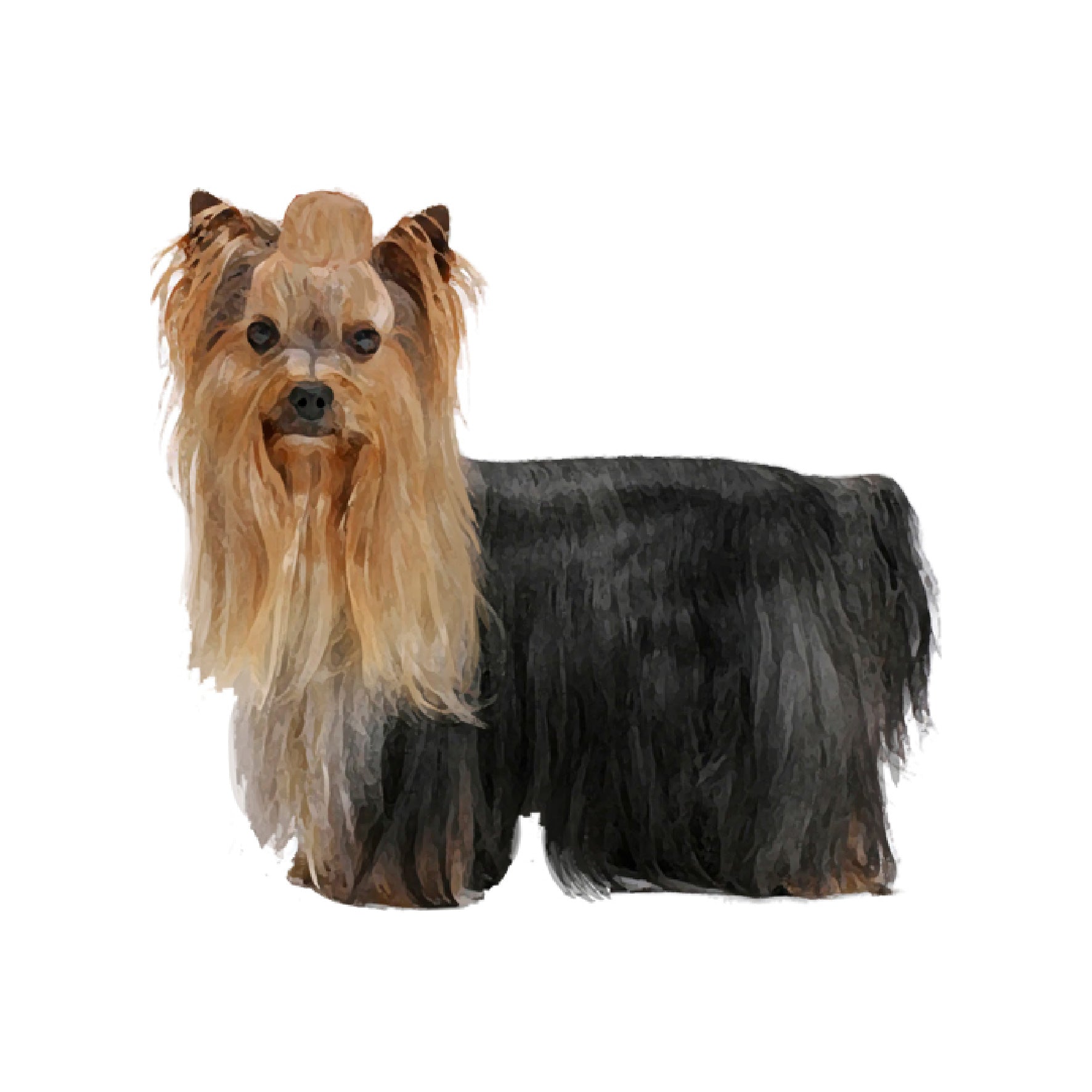 ヨークシャーテリア♡ 単検査】ヨークシャーテリア – Orivet Japan