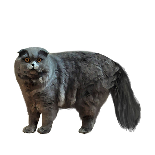 【単検査】スコティッシュ・フォールド（ロング）