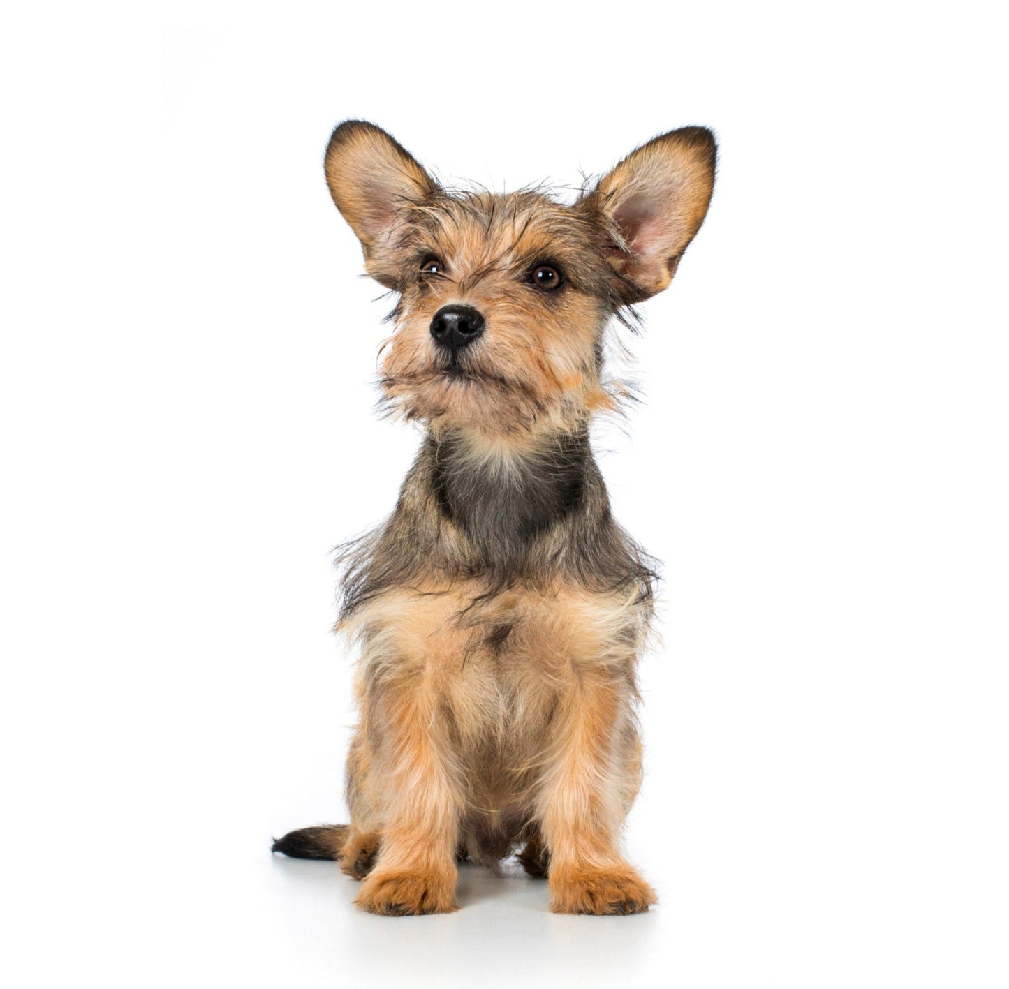 オリベットDNA犬種鑑定®