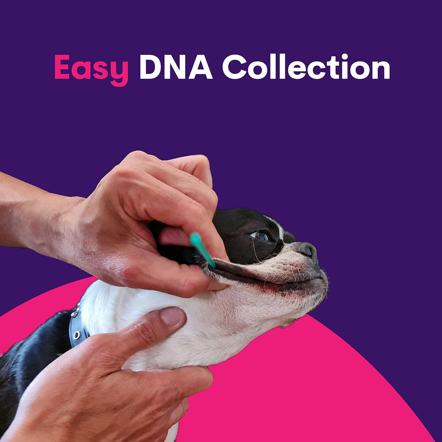 #1.Geno Pet Dog Breed Identification DNA test