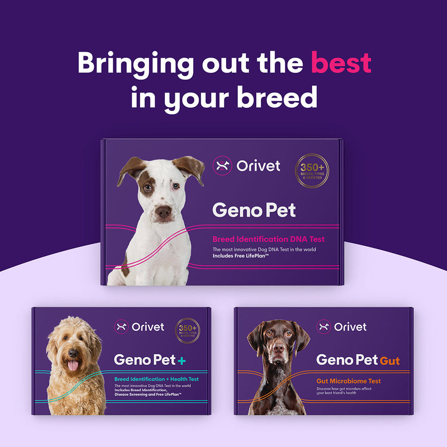 #1.Geno Pet Dog Breed Identification DNA test