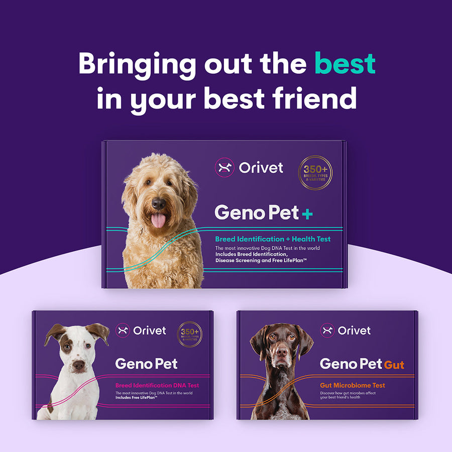 #2.Geno Pet+  (Breed Identification & Health Kit)