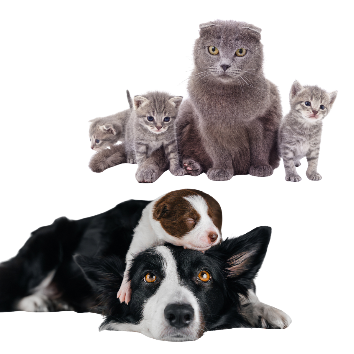 DNA親子鑑定【犬／猫】