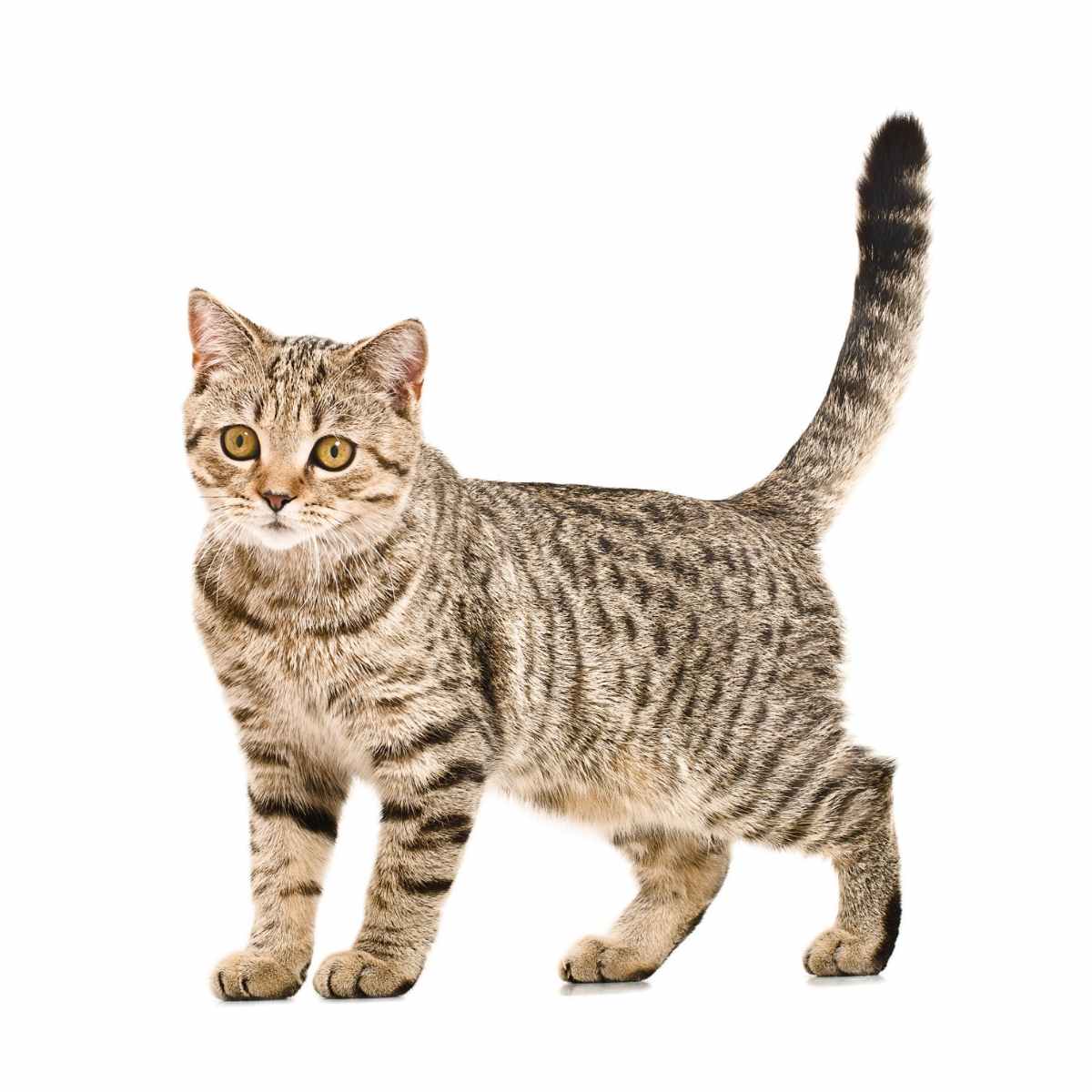 スコティッシュストレート【セット検査】