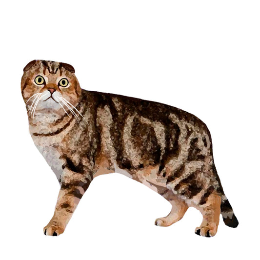 【単検査】スコティッシュ・フォールド（ショート）