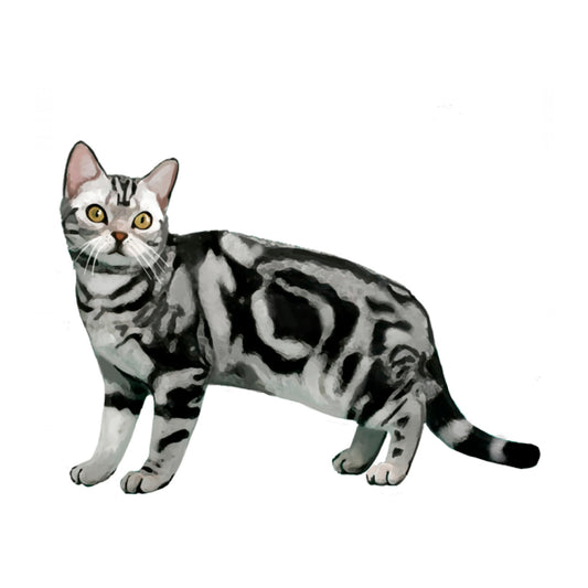 【単検査】アメリカンショートヘア