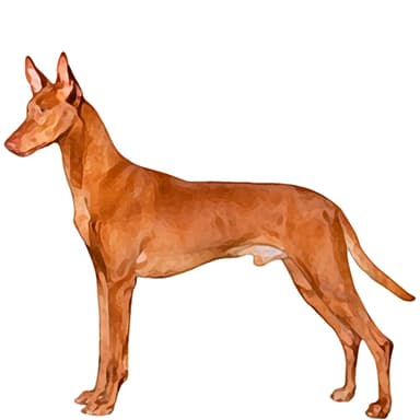 チルネコ・デル・エトナ【セット検査】