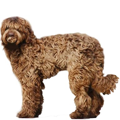 タマルーク【セット検査】