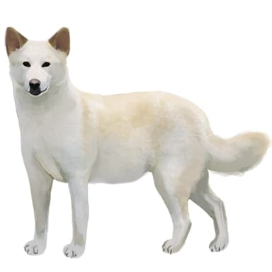 カナーン・ドッグ【セット検査】