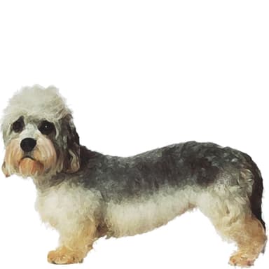 ダンディ・ディンモント・テリア【セット検査】