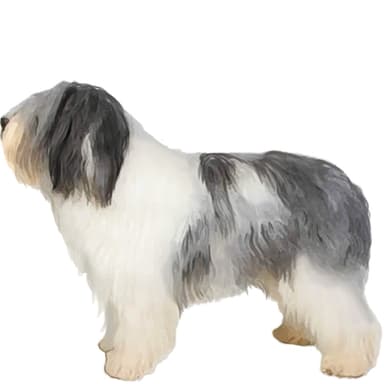 ポリッシュ・ローランド・シープドッグ【セット検査】