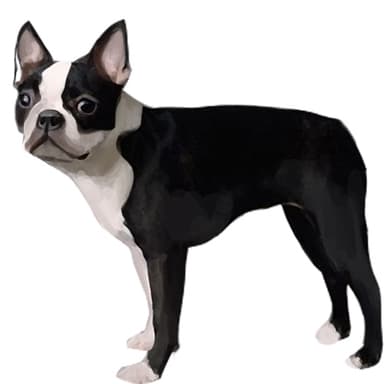 ボストン・テリア【セット検査】