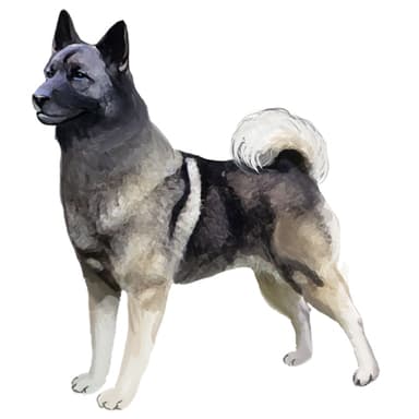 ノルウェジアン・エルクハウンド【セット検査】