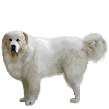 グレートピレニーズ【セット検査】