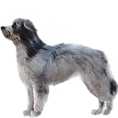 ピレニアン・シープドッグ【セット検査】