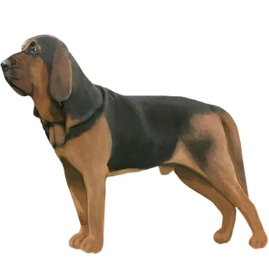 ブラッドハウンド【セット検査】