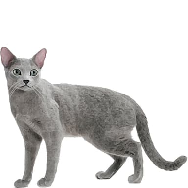 サイベリアン（ロシアンブルー）【セット検査】