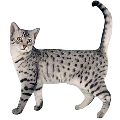 エジプシャン・マウ【セット検査】