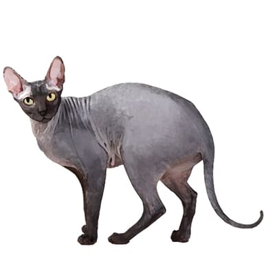 ドン スフィンクス／ドンスコイ／ドンへアレス【セット検査】